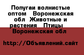 Попугаи волнистые оптом - Воронежская обл. Животные и растения » Птицы   . Воронежская обл.